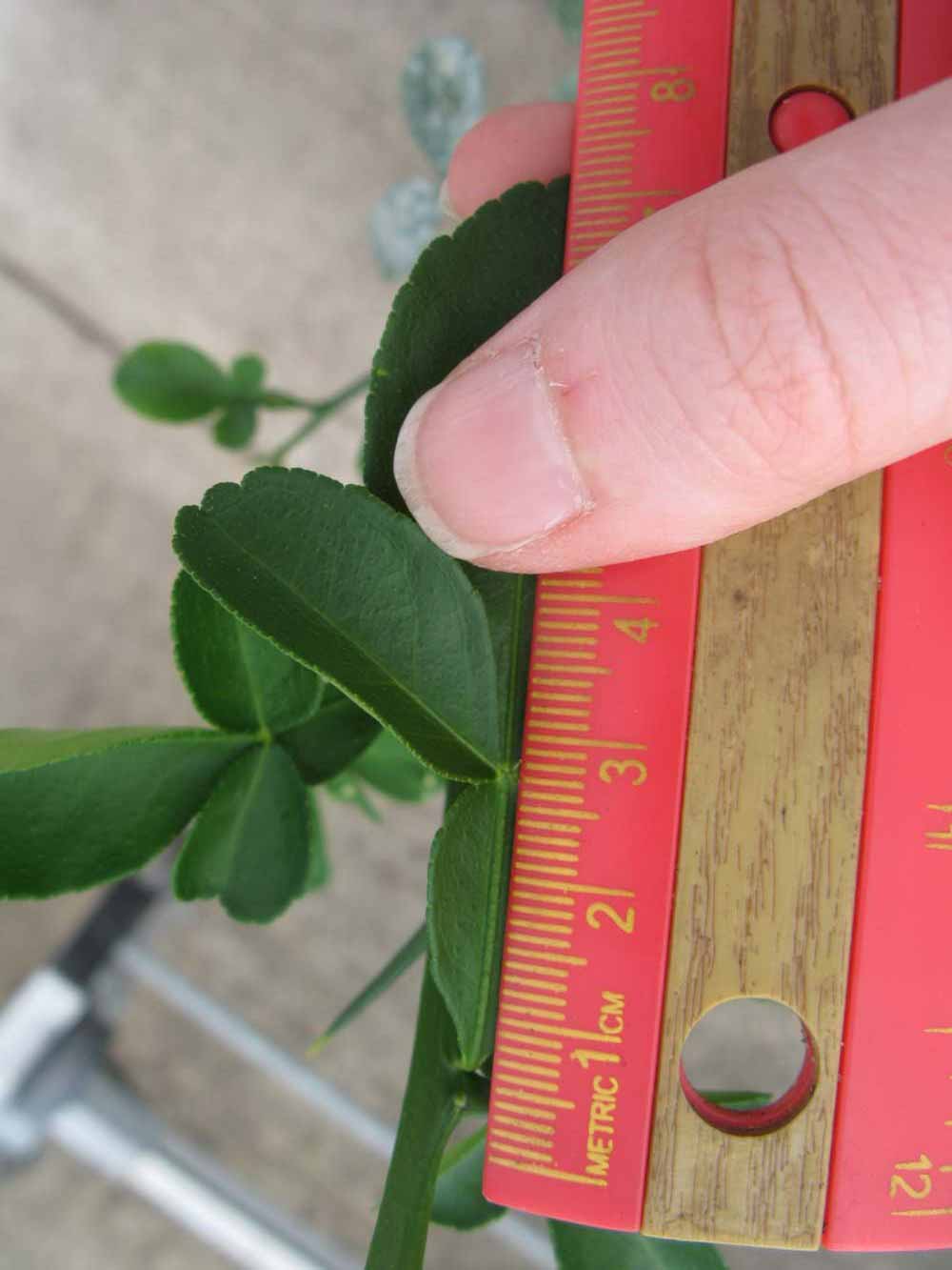              Trifoliolate leaf (Phillip Rucks Citrus Nursery, Frostproof,   FL)       